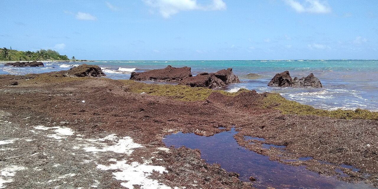 Une épaisse nappe d’algues brunes recouvre une plage et le bord de l’eau. Des rochers sombres, une flaque au premier plan, la mer turquoise et le ciel bleu sont visibles.
